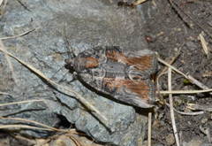 Bryophila orthogramma