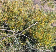 Eriodictyon trichocalyx