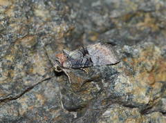 Mesoligia literosa