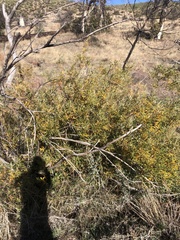 Eriodictyon trichocalyx