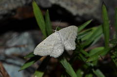 Scopula incanata