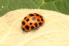 Henosepilachna vigintisexpunctata