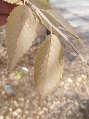 Ulmus pumila