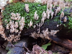 Artomyces austropiperatus