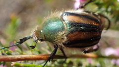 Stegopterus vittatus