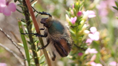 Stegopterus vittatus