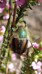 Stegopterus vittatus