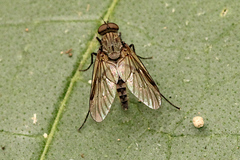 Atherimorpha