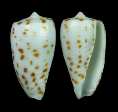 Conus blanfordianus