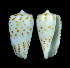 Conus blanfordianus