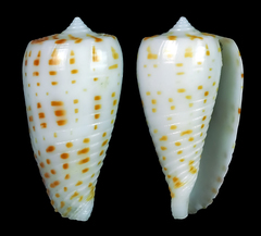 Conus blanfordianus