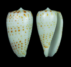 Conus blanfordianus