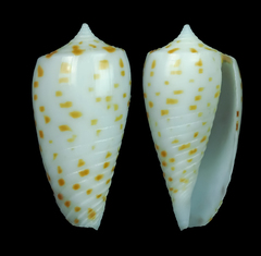 Conus blanfordianus