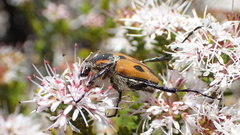 Campulipus limbatus