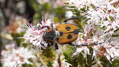 Campulipus limbatus