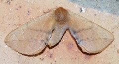 Stenoglene obtusa