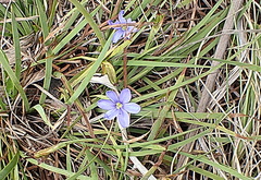 Aristea nana