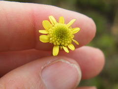 Asteraceae
