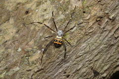 Argiope caledonia