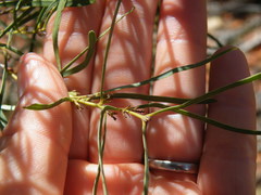 Euclea linearis