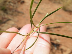 Euclea linearis
