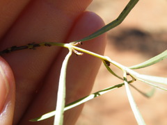 Euclea linearis