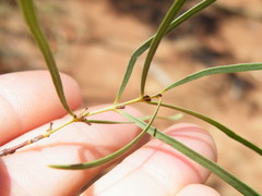 Euclea linearis
