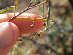 Euclea linearis