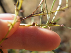 Euclea linearis