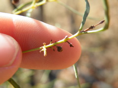 Euclea linearis