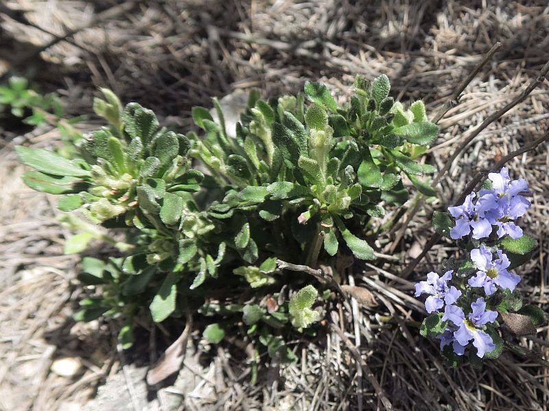 Dampiera fusca