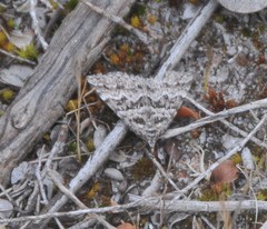 Dichromodes diffusaria