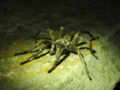 Calisoga longitarsis