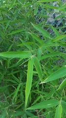 Muhlenbergia dumosa