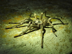 Calisoga longitarsis