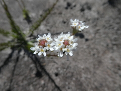 Pseudoselago ascendens