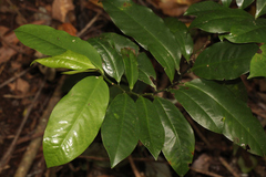 Eupomatia laurina
