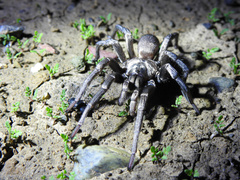 Calisoga longitarsis