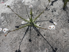 Pseudoselago ascendens