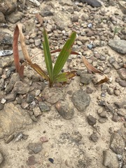 Babiana angustifolia