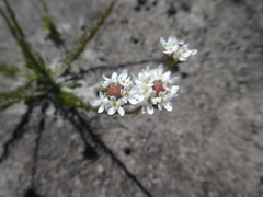 Pseudoselago ascendens