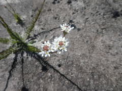 Pseudoselago ascendens