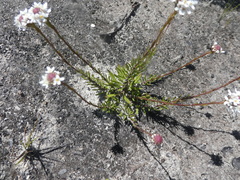 Pseudoselago ascendens