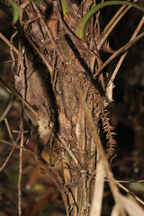 Linospadix monostachyus