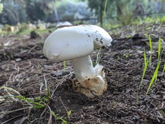 Amanita proxima