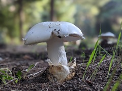 Amanita proxima