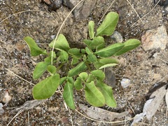 Lichtensteinia obscura