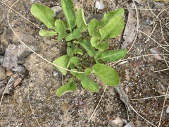 Lichtensteinia obscura