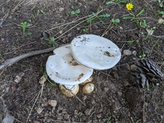 Amanita proxima