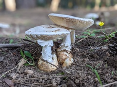 Amanita proxima